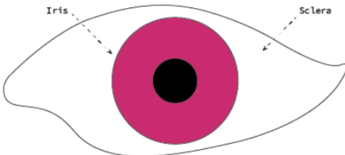 Figure 1: Simplified front view of an eye. By tracking the limit between the sclera (white part of an eye) and the iris (coloured part), movements could be spotted.
