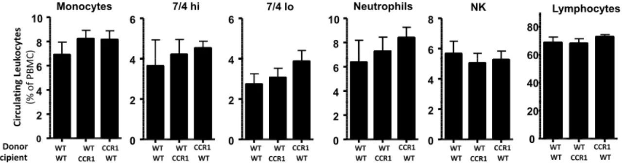 Figure W3. Reduced numbers of microvessels in tumoral liver of CCR1 − / − mice. Frozen liver sections from CCR1 − / − and control mice injected with tumor cells were stained with lectin antibody.