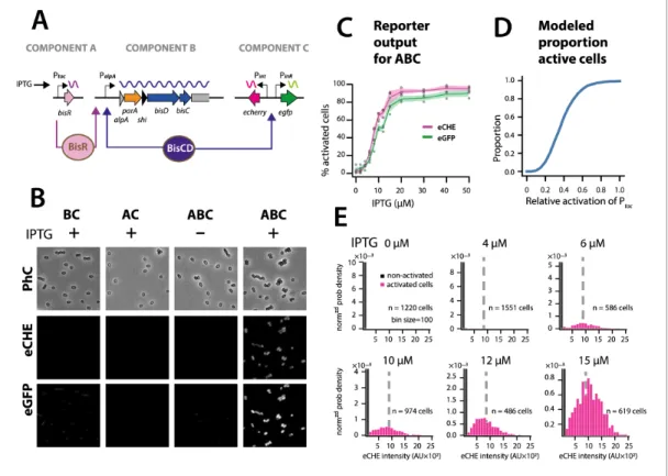 Figure supplement 1. Scalable analog (P tac ) to digital bimodal (P int ) expression in P