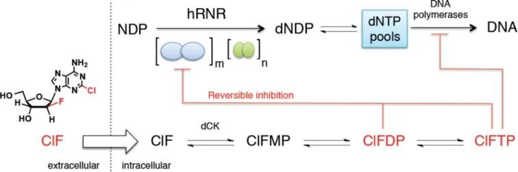Figure 1. hRNR is a principal target of ClF