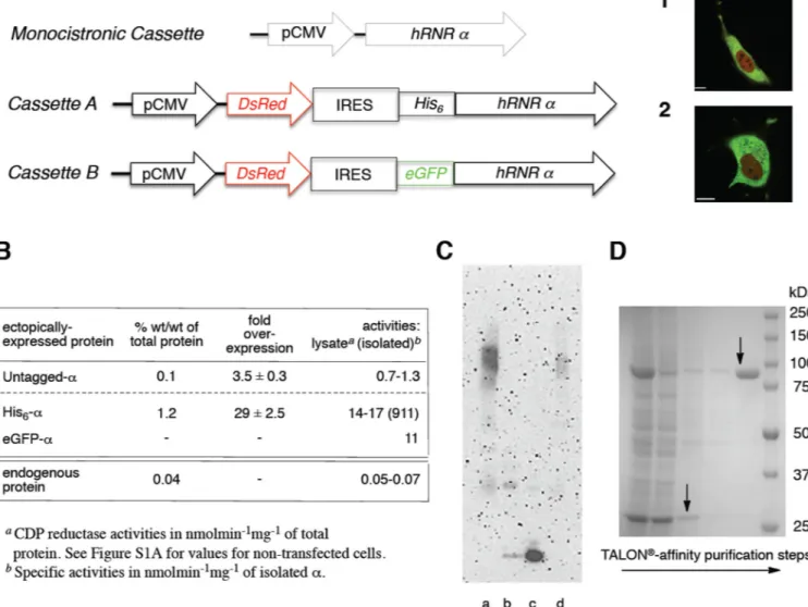 Figure 2. Initial crosslinking studies on in-cell relevance of α-hexamerization and a bicistronic reporter cassette for expression/rapid purification of hRNR (α 2 ) m  from mammalian cells (A) hRNR (α 2 ) m  expression platforms (Table S1A and S1B): Monoci