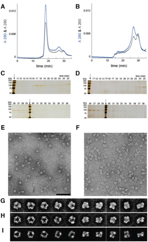 Figure 3. ClF treatment results in persistent α 6  in live cells which are analyzed by size exclusion chromatography (SEC) (A–D) and single particle electron microscopy (EM) (E–J)