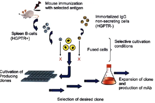 Figure  2 :  Overview of the  various steps  leading to the  production of  monoclonal antibodies  via  the generation of fused hybridoma  cells6