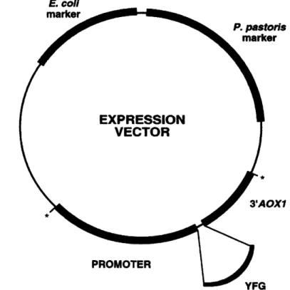 Figure 3:  General diagram  of a P. Pastoris expression vector2