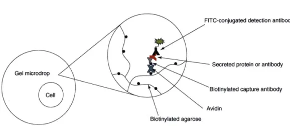 Figure  5  : Gel  microdrop  technology.  Cells  are  encapsulated  in  a biotinylated  agarose  droplet;  an  avidin  bridge links  biotin  (black  circles)  to  a biotinylated  antibody  specific  to  the  protein  or  antibody  secreted  by  the  cell, 