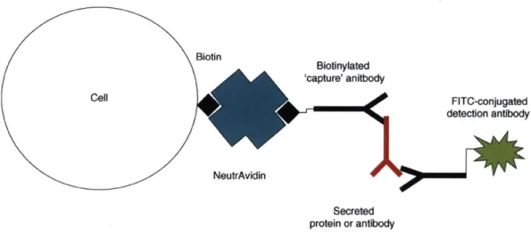 Figure  6  : Affinity capture surface  display.  Biotinylated cells are linked to a biotinylated  'capture antibody specific to the secreted  protein  or antibody via  a NeutrAvidin  bridge (blue cross),  cells are allowed to secrete  into a medium  of hig