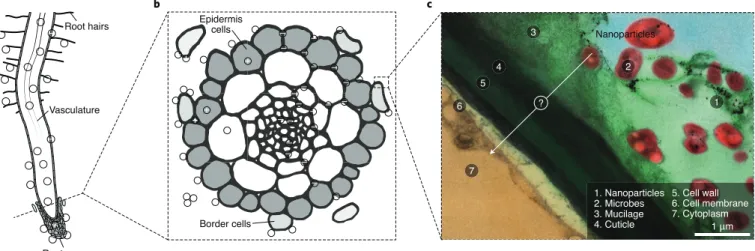 Fig. 1 | A plant root interacting with nanoparticles, such as plastic nanoparticles. a, Sketch of a root long section showing interactions with positively  (red) and negatively (blue) charged nanoparticles