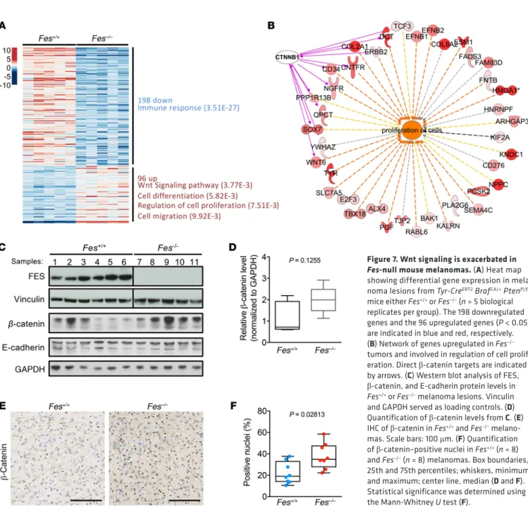 Figure 7. Wnt signaling is exacerbated in  Fes-null mouse melanomas. (A) Heat map  showing differential gene expression in  mela-noma lesions from Tyr-Cre ERT2  Braf CA/+  Pten fl/fl    mice either Fes +/+  or Fes –/–  (n = 5 biological  replicates per gro