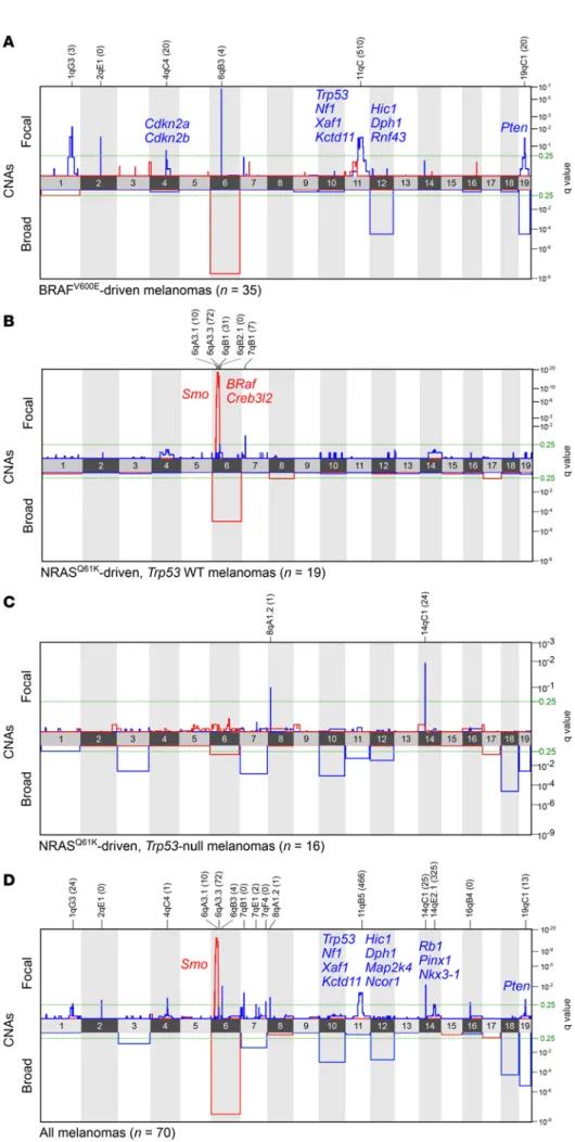 Figure 2. GISTIC analysis of recurrent  genetic alterations in murine  melano-mas. Recurrent focal and  whole-chro-mosomal amplification and deletion in  BRAFV600E-driven lesions (A; n = 35); 