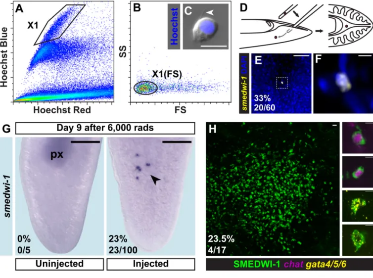 Figure 4. Single transplanted cNeoblasts display properties of clonal growth and multipotency Irradiation-sensitive cells (polygonal gate) were identified by Hoechst 333342 labeling (A) and back-gated to set the X1(FS) gate (oval) based on size (FS) and co