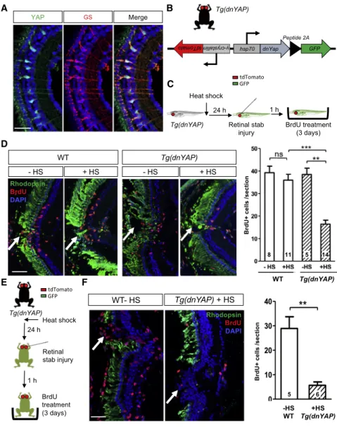 Figure 3. Inhibiting YAP Activity in Xenopus Reduces the Proliferative Retinal Response to a Stab Injury