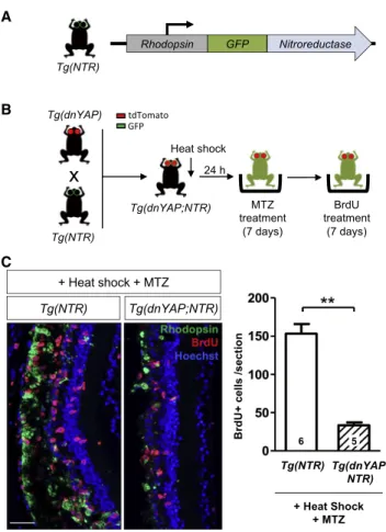 Figure 4. Inhibiting YAP Activity in Xenopus Reduces the Prolifera- Prolifera-tive Retinal Response to Photoreceptor Degeneration