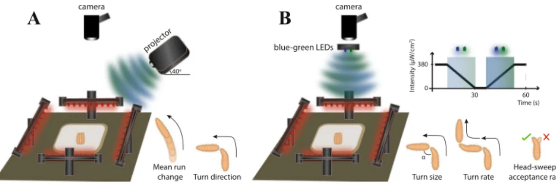 Figure 1.  Schematic representation of the experimental setup. 30 larvae were placed in the middle of the  behavioral plate illuminated by red LEDs