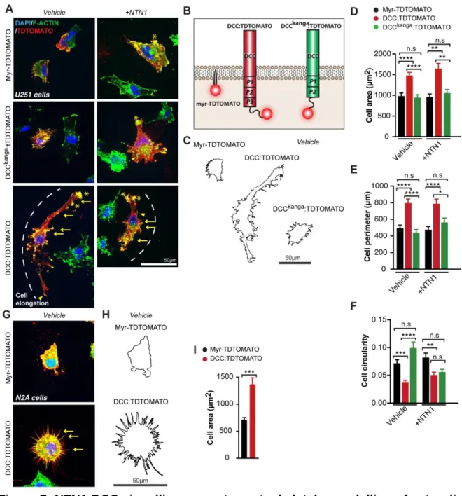 Figure 7: NTN1-DCC signalling promotes cytoskeletal remodelling of astroglia 1404 