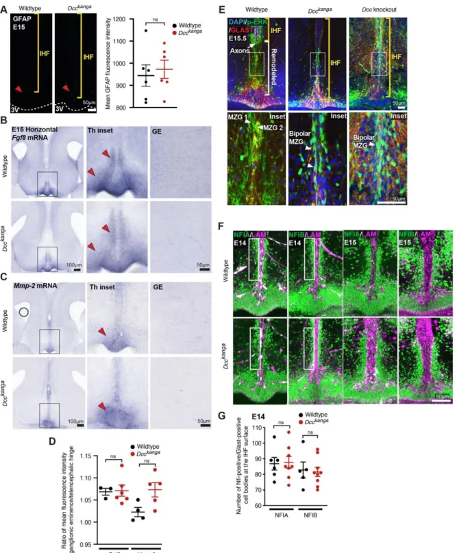 Figure 5-figure supplement 1: DCC is not required for astroglial differentiation 1535 