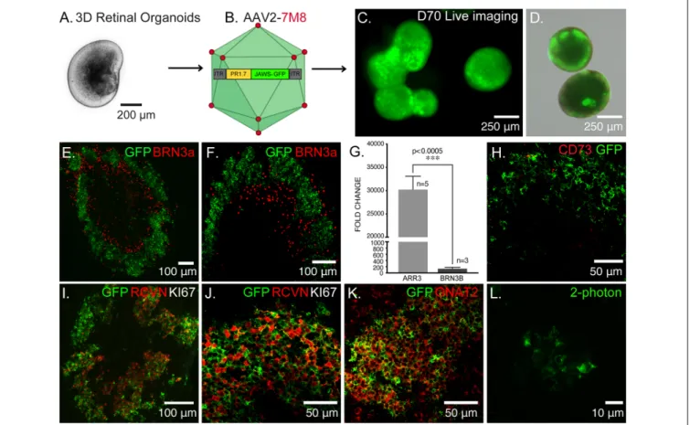 FIGURE 1 | Optogenetic engineering of retinal structures derived from human induced pluripotent stem cells (hiPSCs)