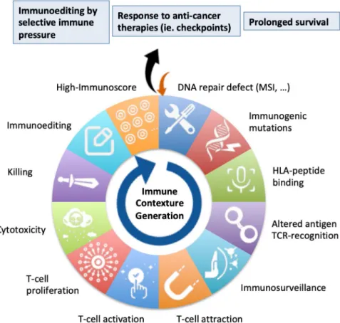 Figure  1. DNA  repair  defect,  tumor  immune  contexture  and  prognosis.  Colorectal  cancers  (CRCs)  with  microsatellite  instability  (MSI) are  due  to  a  defect  of  the  DNA  mismatch repair (MMR) system that leads to an accumulation of insertio