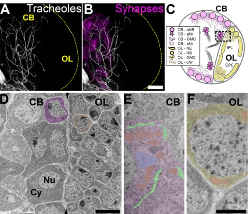 Fig. 1. Tracheoles and undifferentiated cells are spatially segregated within the larval brain