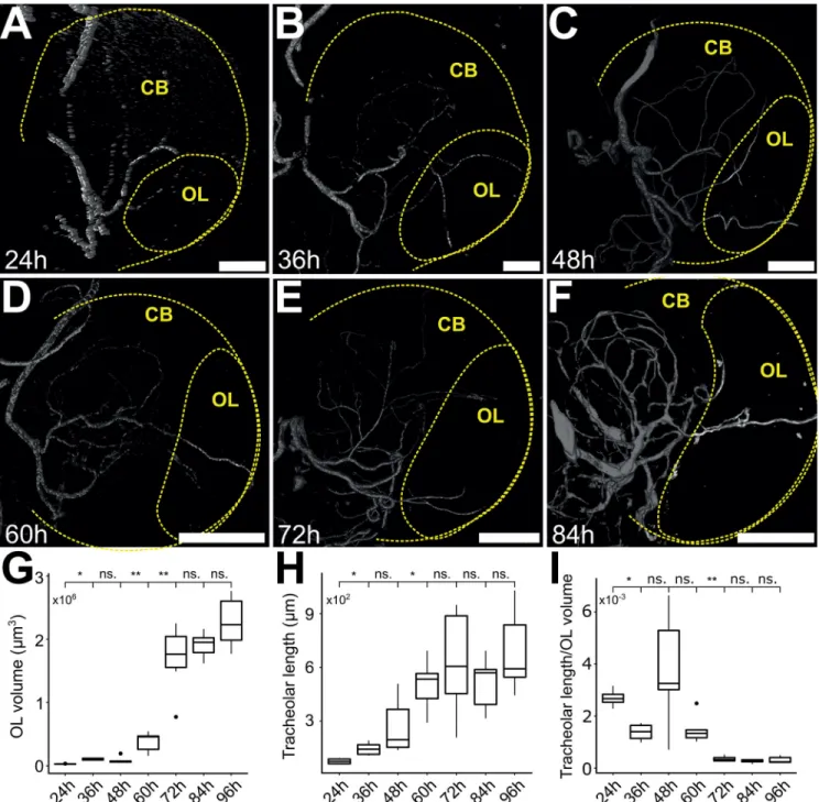 Fig. 2. The tracheole length grows as the optic lobe volume increases during larval development