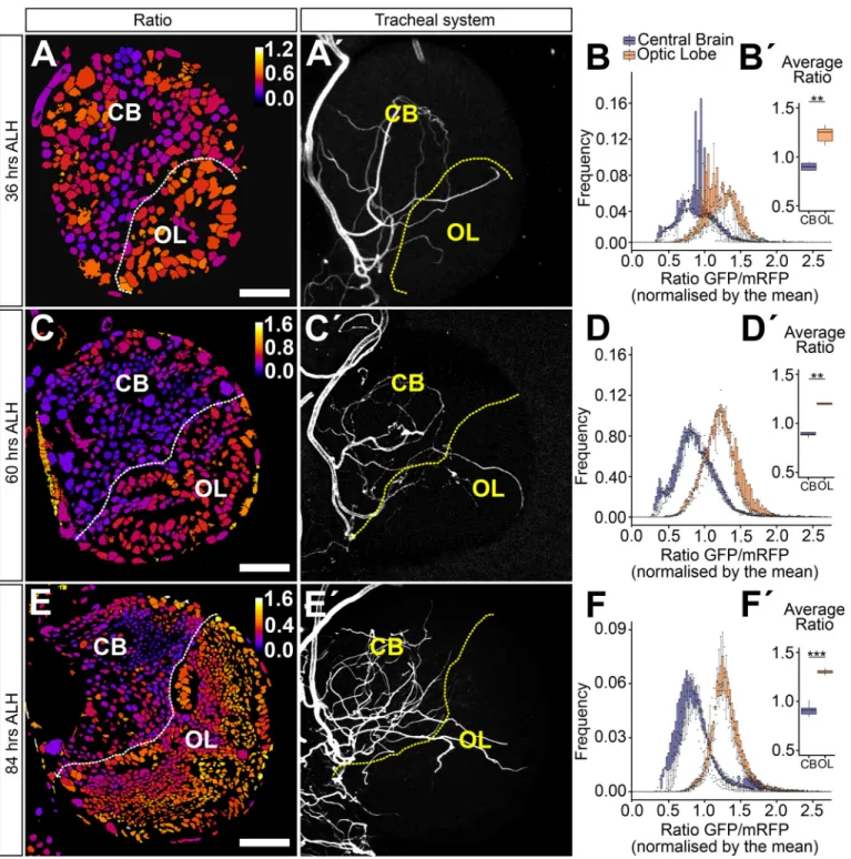 Fig. 3. The hypoxia response in central brain and optic lobe is differentially regulated throughout larval development