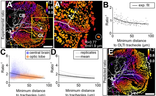 Fig. 4. The hypoxia response correlates with the distance between a cell and its closest tracheole