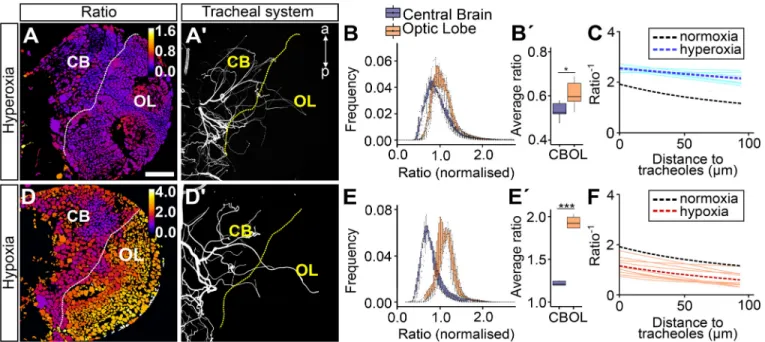 Fig. 5. GFP-ODD degradation is driven by oxygen availability. Ratiometric images for larvae exposed to hyperoxia (A, n=7) and hypoxia (D, n=7) and the corresponding maximum projection of their tracheal system (Calcofluor; A ′ ,D ′ )