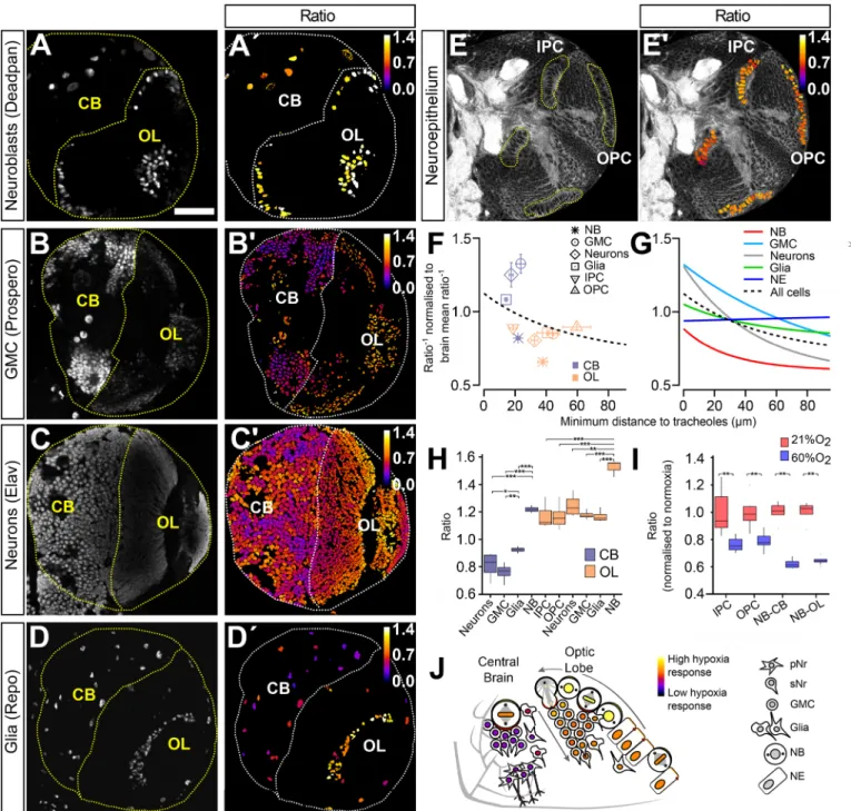 Fig. 6. The biosensor reveals cell-type specific hypoxia states in central brain and optic lobe