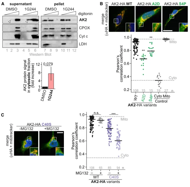 Figure 5. Cytosolic AK2 accumulates when DPP9 processing is prevented.