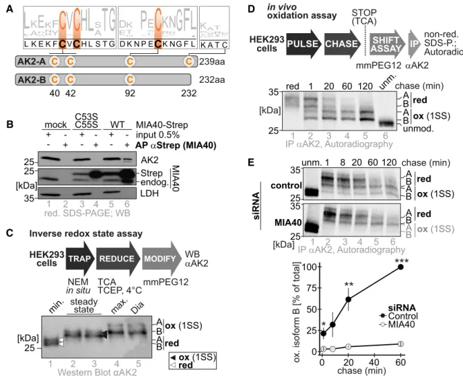 Figure 1. AK2 is a substrate of the mitochondrial disulfide relay.