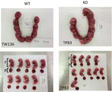 Fig. 3. Change in body weight of wild-type (WT) and circadian clockedeﬁcient (KO) mice during the pregnancy period