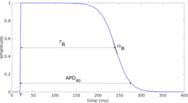 Fig. 1. Parameterized action potential with τ = 20ms and τ R = 220ms.