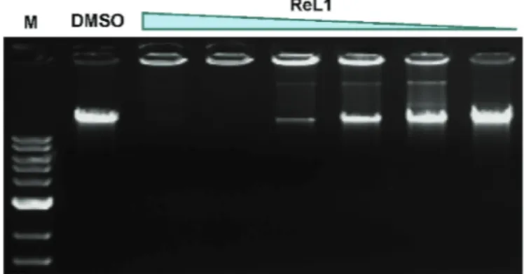 Fig. 5. In vitro interaction of ReL 1 with lambda bacteriophage DNA (20 ng/ m L, 37  C, 2 h in 10 mM Tris-Cl, pH 8.5)