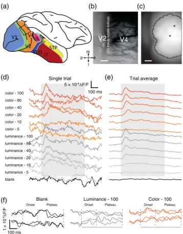 Fig. 1 VSD imaging data. (a) The recording window was centered on the dorsal part of V4 of an adult rhesus monkey