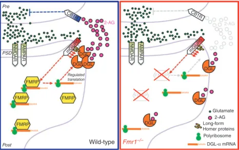 Figure 7 | Hypothetical role of FMRP in eCB-mediated retrograde transmission. At glutamatergic synapses of wild-type mice (left), mGlu 5  receptors  and DGL-α are linked together in a postsynaptic signalling complex (eCB signalosome), which includes the sc