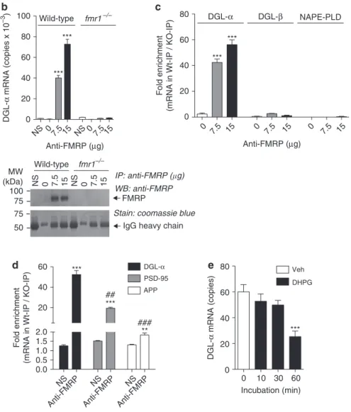 Figure 1 | DGL- mRNA binds to FMRP. (a) Alignment of the coding region in human (h), mouse (m) and rat (r)