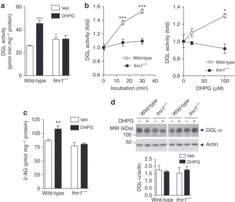 Figure 2 | mGlu 5  receptor-stimulated DGL activity and 2-AG release is disrupted in fmr1  − / −   mice
