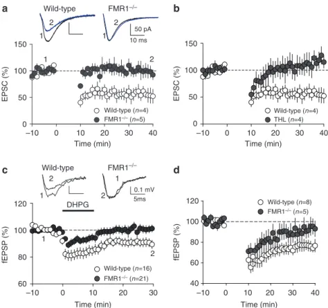 Figure 4 | LTD is abolished in ventral striatum and PFC of fmr1  − / −   mice. (a) summary graph showing whole-cell evoked EPsC amplitudes