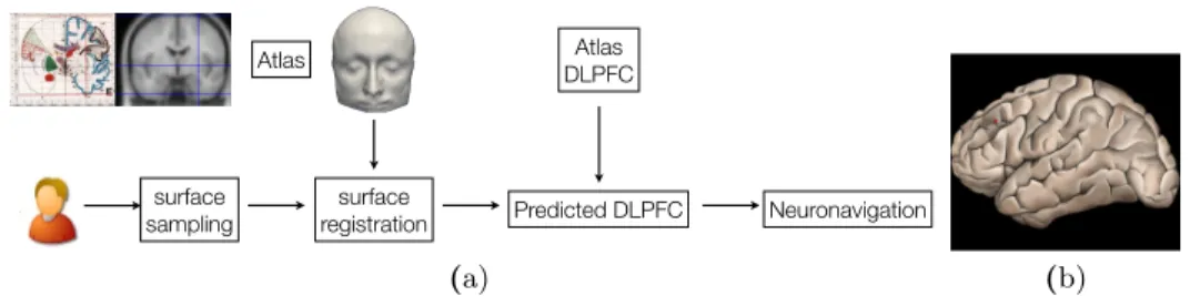 Fig. 1. (a): overview of the surface-based neuronavigation on atlas. (b): a surface rendering of the cortex with the Brodmann area 9/46, or DLPFC, dashed on the surface