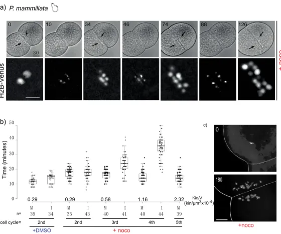 Figure 3. P. mammillata 2-cell embryos do not arrest in mitosis in the absence of spindle microtubules