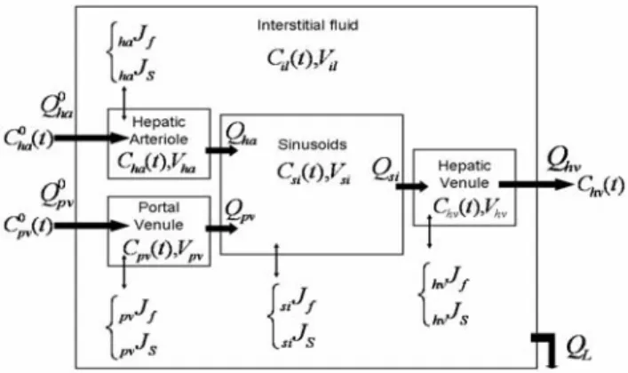 Figure 2: Compartment model of the hepatic microcirculation  Symbols: Q (flows, mL.s -1 ), C (concentrations, mM), V  (volumes, mL), J (fluxes,  f stands for fluid, cm.s -1 , and s for 