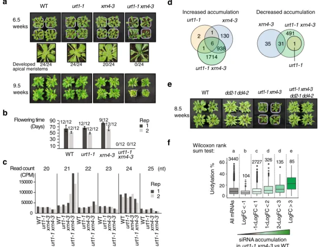 Fig. 6 URT1-mediated uridylation prevents the production of spurious siRNAs targeting mRNAs