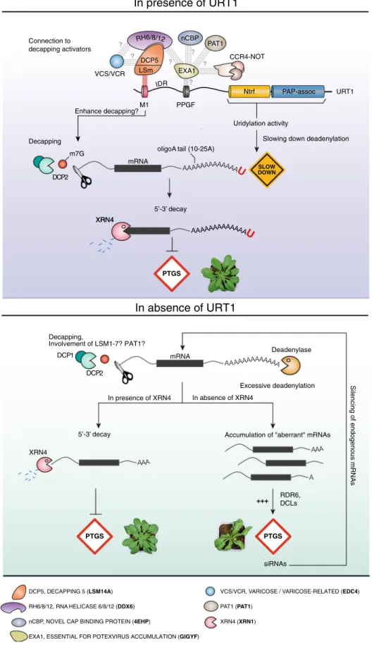 Fig. 7 Model of URT1 mode of action. The name correspondence of RNA decay factors conserved between Arabidopsis and humans is indicated at the bottom.