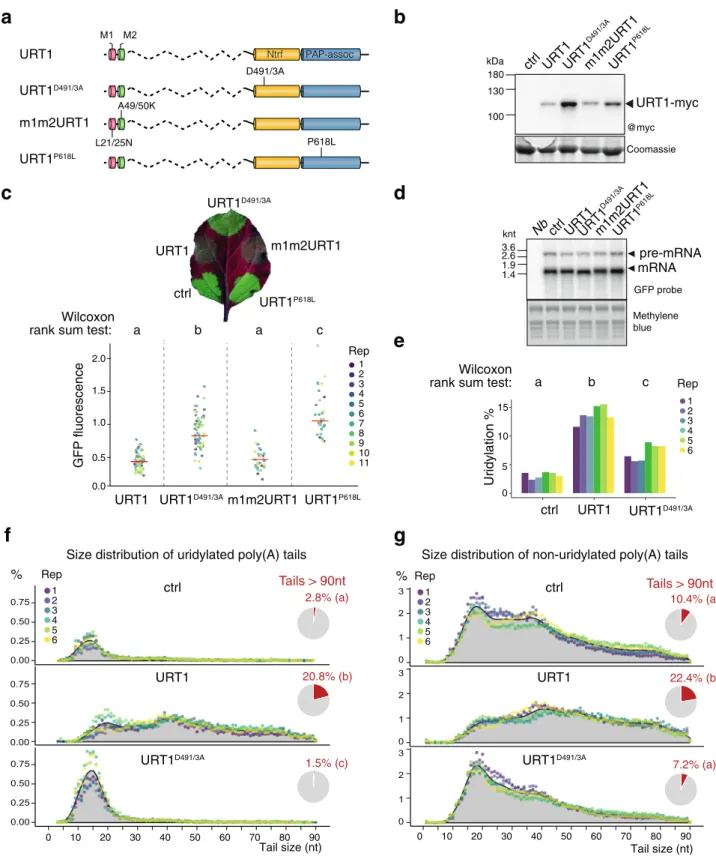 Fig. 3 Ectopic expression of URT1 remodels poly(A) tail pro ﬁ les. a Domain organization and mutations of different URT1-myc versions transiently expressed in N