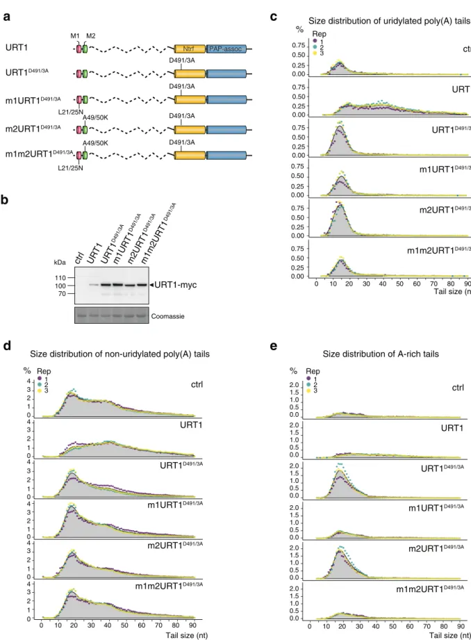 Fig. 4 Accumulation of oligo(A) uridylated and A-rich-tailed GFP mRNAs upon overexpression of URT1 D491/3A requires the M1 motif