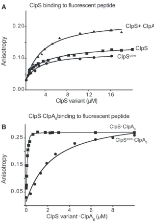 Figure 2. N-End Rule Degrons Bind More Tightly to the ClpS-ClpA 6 Complex
