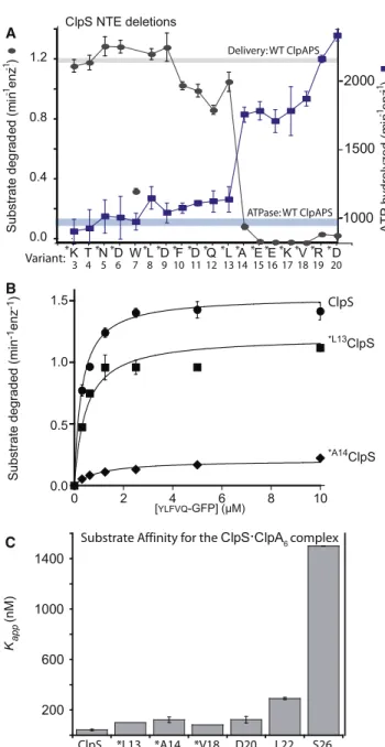 Figure 4. A Minimal NTE Length Is Required for ClpS Function (A) ClpS variants (1 mM) with N-terminal truncations were assayed for delivery of YLFVQELA -GFP (1 mM) for ClpAP degradation (gray curve) and for effects on ClpAP ATP hydrolysis (blue curve) usin