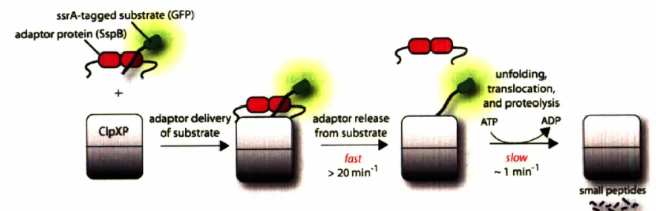 Figure 3 ssrA-tagged substrate (GFP) adaptO&lt; p&#34;'te~ + ~ adaptor deliveryC1pXPof substrate• adaptor releasefrom substrate•fast&gt; 20min-1 5 •• ~ unfolding, translocation, and proteolysisATP ADP'------&#34;.slow-1 mln-1