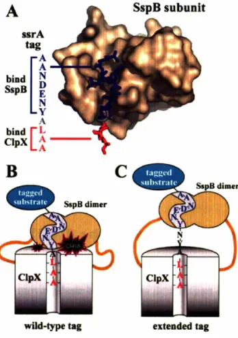 Figure 1. SspB delivery of ssrA-tagged substrates to ClpXP. (A) Structure of SspB subunit with bound ssrA tag (Levchenko et aI., 2003)