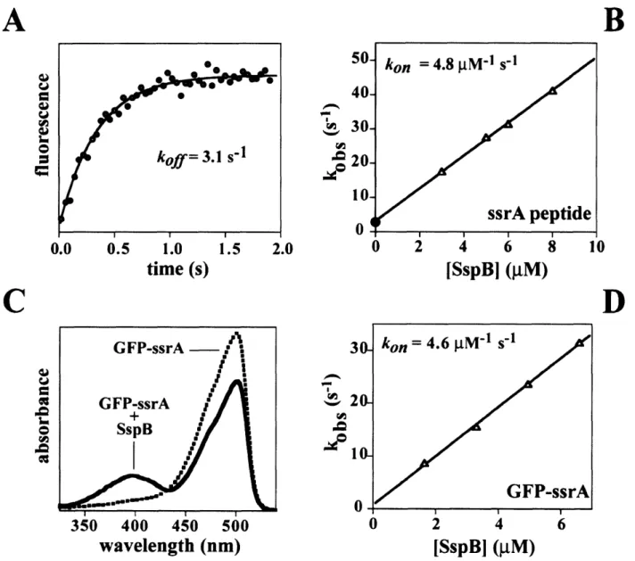 Figure  5.  Kinetics of  dissociation and  association  of  ssrA-tagged molecules  with SspB