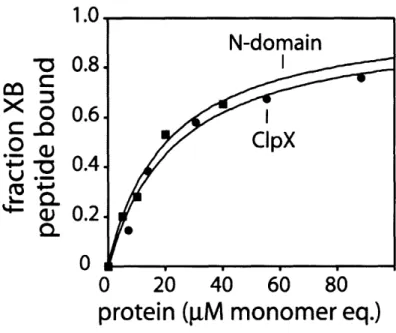 Figure  1. Binding of the N Domain of ClpX and XB modules of SspB (A) Equilibrium binding of untagged N  domain  or  ClpX  to fluorescent-XB  peptide  assayed  by  changes  in anisotropy  at  20 0 C